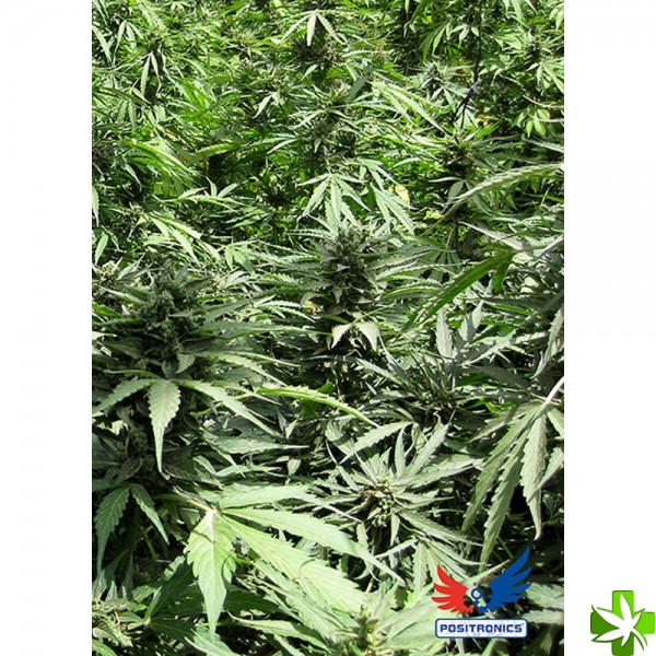 Auto afghan express Feminizada 1 und Auto afghan express Feminizada 1 und
